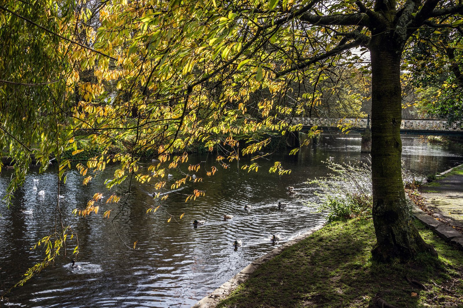The lake at the Botanic Gardens, Churchtown, in autumn colour