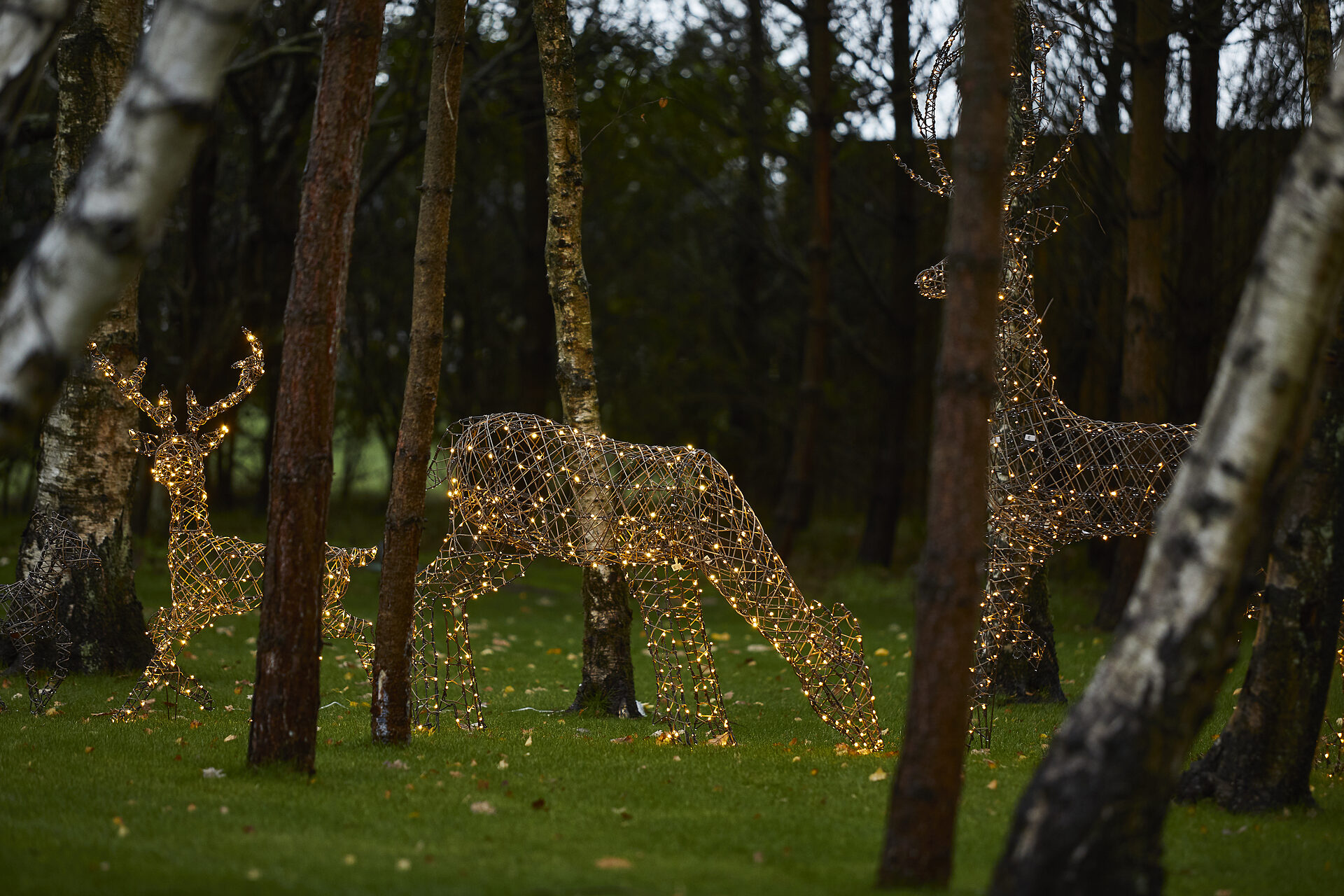 Illuminated reindeer sculptures amongst silver birch trees