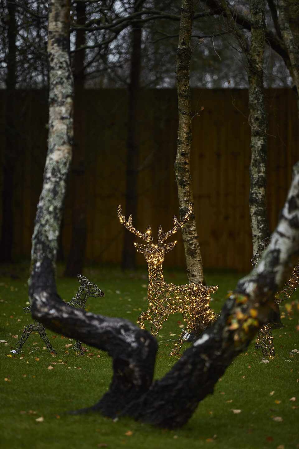 Single illuminated deer glowing in the woodland garden