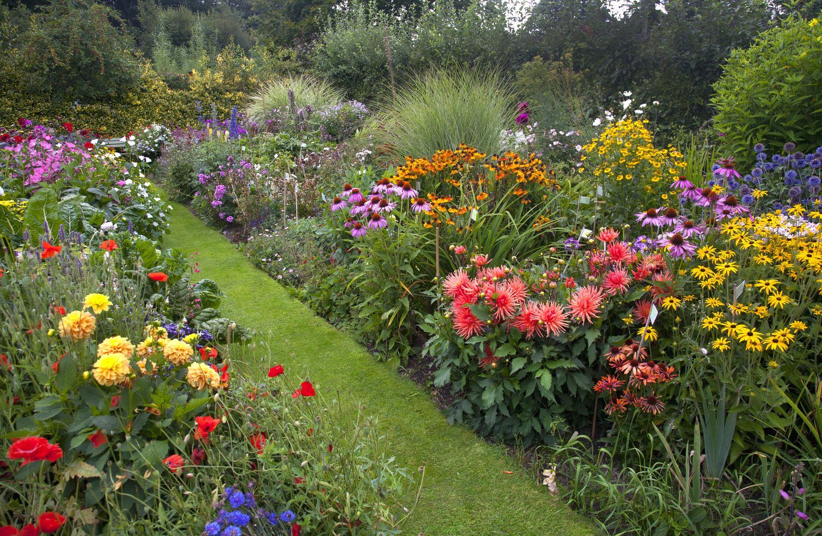 Colourful English flower borders in full late-summer bloom