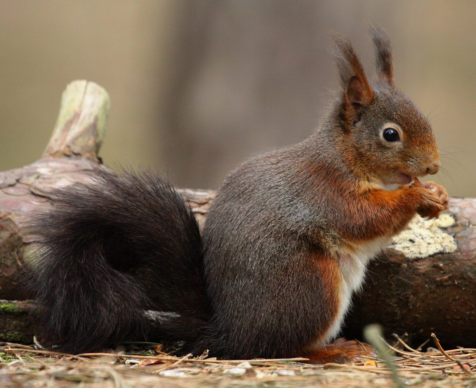A red squirrel in the pinewoods at Formby
